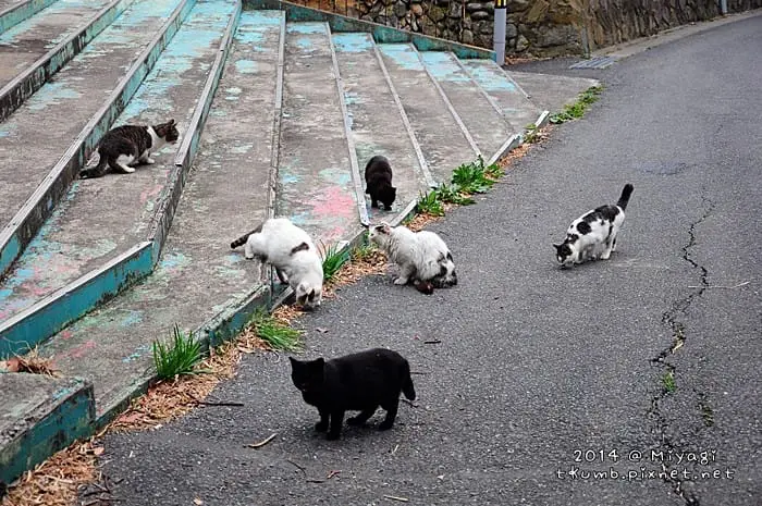 旅飯-田代島貓