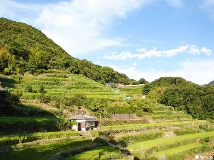 千枚田(中山梯田)
