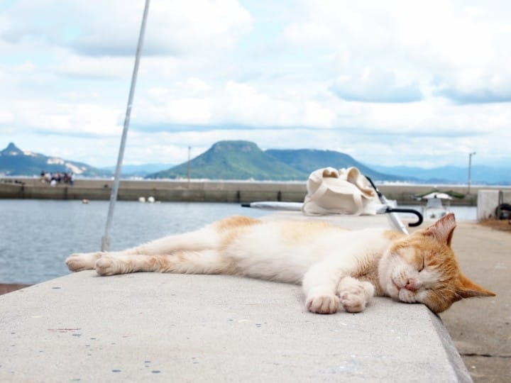 男木岛 猫