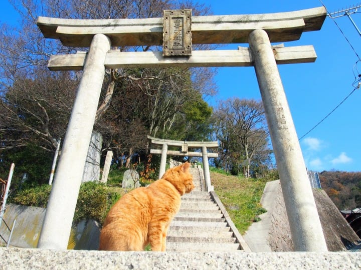 男木岛 猫 神社