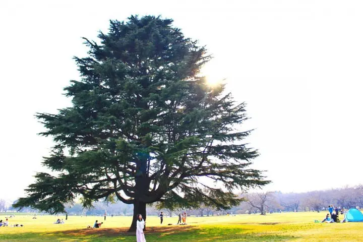 【東京都】1年中花が楽しめる昭和記念公園〜アクセス・見どころ・イベント〜