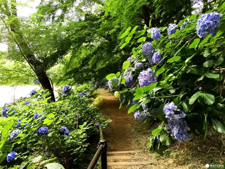 「東京近郊」外國遊客不知道，在地人都愛去的繡球花秘境-高幡不動尊