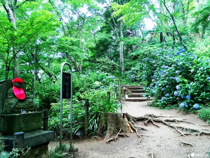 「東京近郊」外國遊客不知道，在地人都愛去的繡球花秘境-高幡不動尊