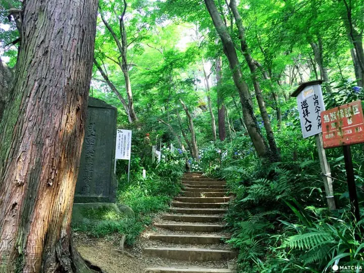 「東京近郊」外國遊客不知道，在地人都愛去的繡球花秘境-高幡不動尊