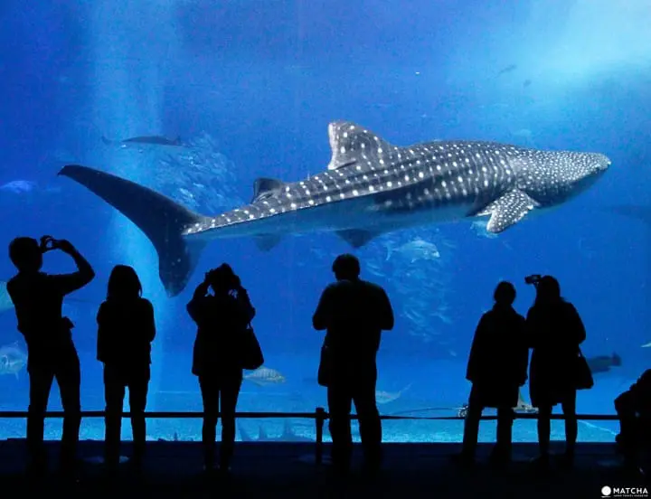 Journey to Okinawa’s north, Yanbaru