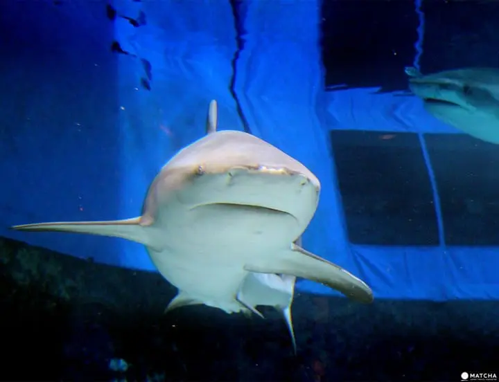 Journey to Okinawa’s north, Yanbaru