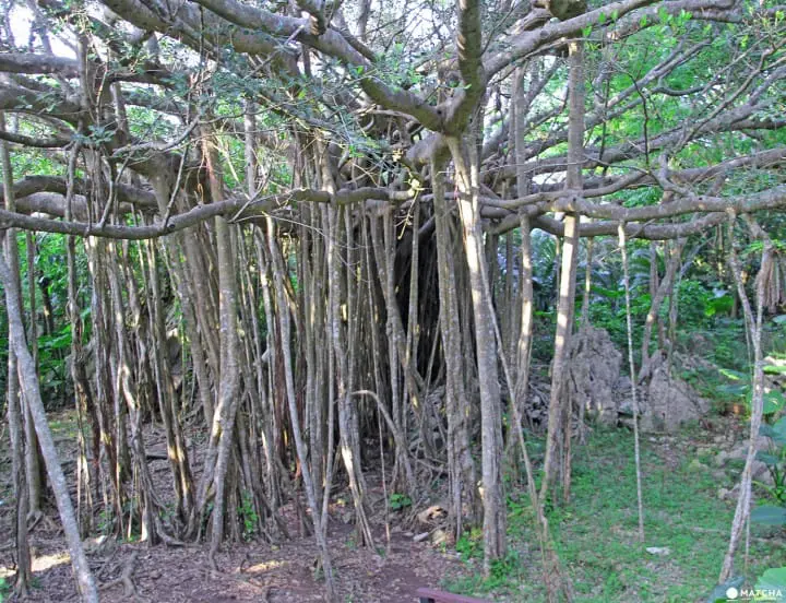 Journey to Okinawa’s north, Yanbaru