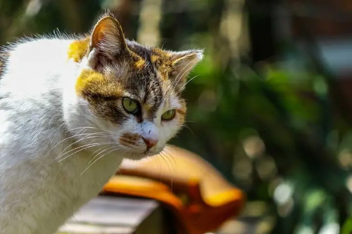 【京都府】桜と紅葉の名所、哲学の道〜アクセス・桜と紅葉の見頃など〜