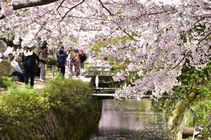 【京都府】桜と紅葉の名所、哲学の道〜アクセス・桜と紅葉の見頃など〜