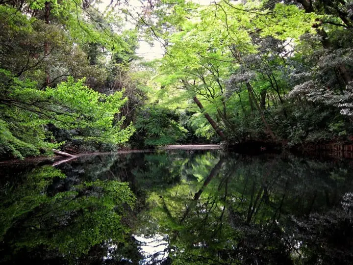 【東京都】自然に癒される国立科学博物館附属自然教育園～アクセス、おすすめスポット、イベントなど