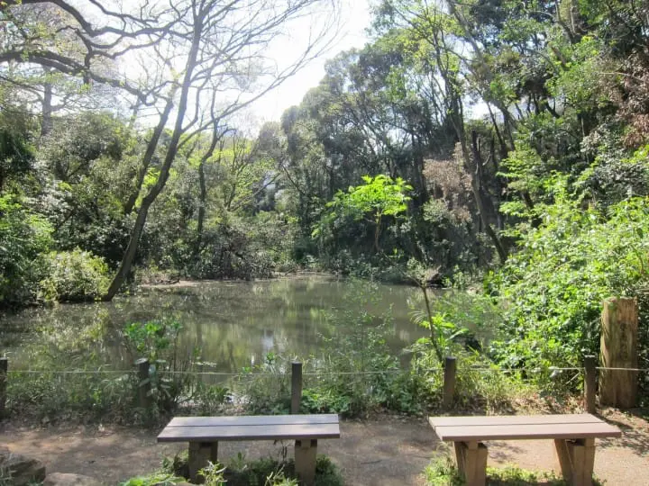 【東京都】自然に癒される国立科学博物館附属自然教育園～アクセス、おすすめスポット、イベントなど