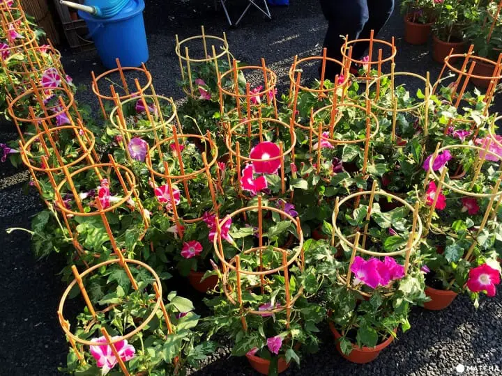 夏日風物詩「入谷牽牛花、淺草酸漿」，化身江戶文人來賞花逛市集吧