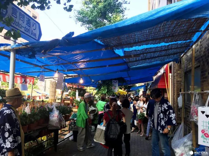 夏日風物詩「入谷牽牛花、淺草酸漿」，化身江戶文人來賞花逛市集吧