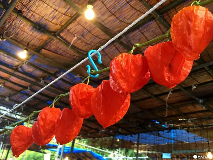 夏日风物诗“入谷牵牛花、浅草酸浆”，化身江户文人来赏花逛市集吧