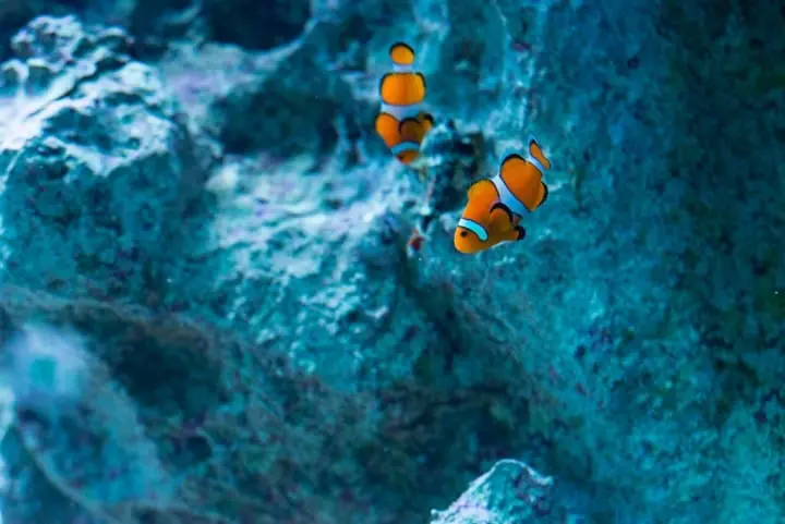 Cool Off This Summer At Aquariums All Across Japan