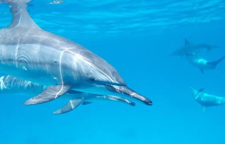 Cool Off This Summer At Aquariums All Across Japan