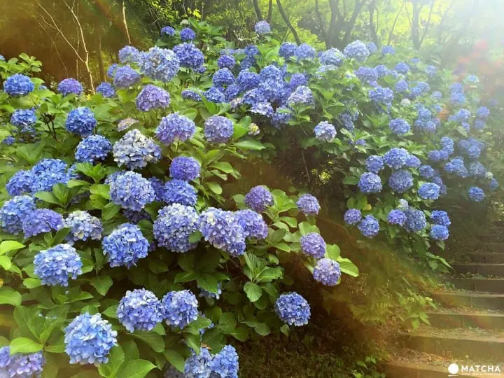 【東京近郊】在地人都愛去的祕密花園，「高幡不動尊」繡球花秘境