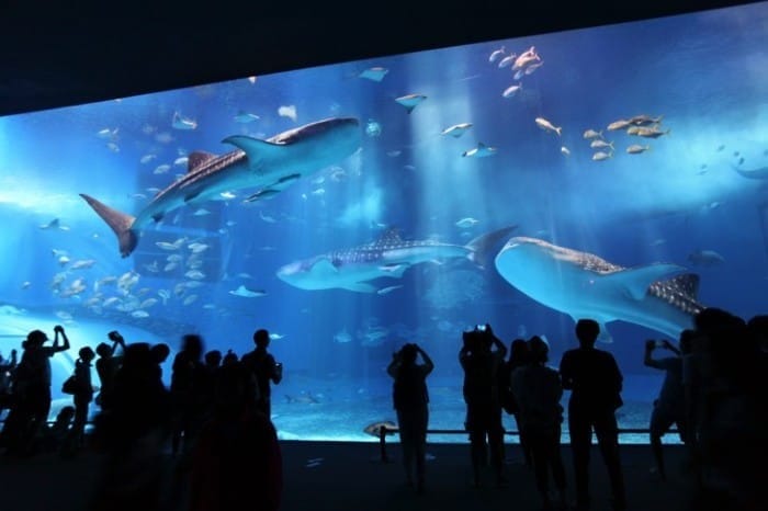 Cool Off This Summer At Aquariums All Across Japan | MATCHA - JAPAN ...