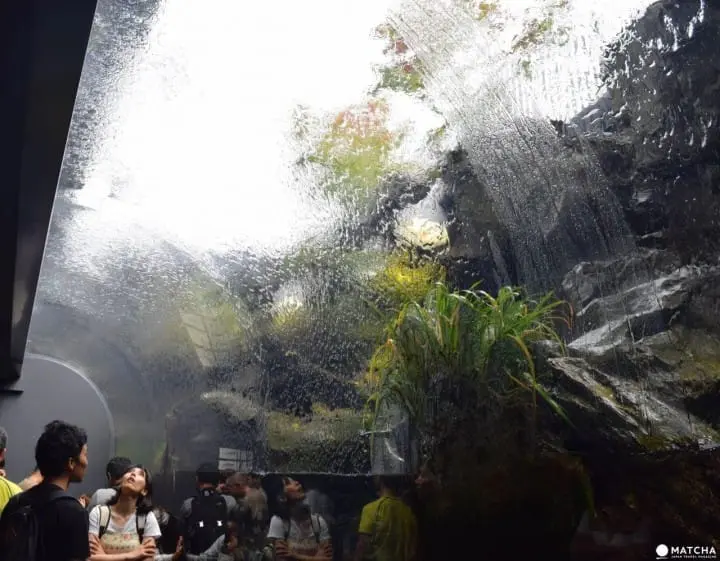 Cool Off This Summer At Aquariums All Across Japan