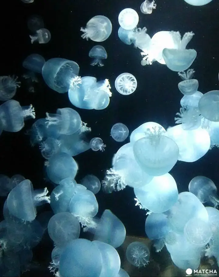 Cool Off This Summer At Aquariums All Across Japan