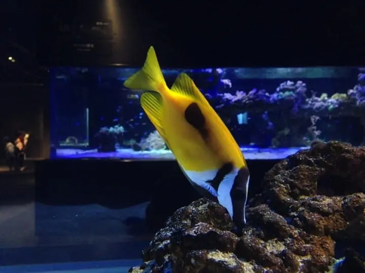 Cool Off This Summer At Aquariums All Across Japan