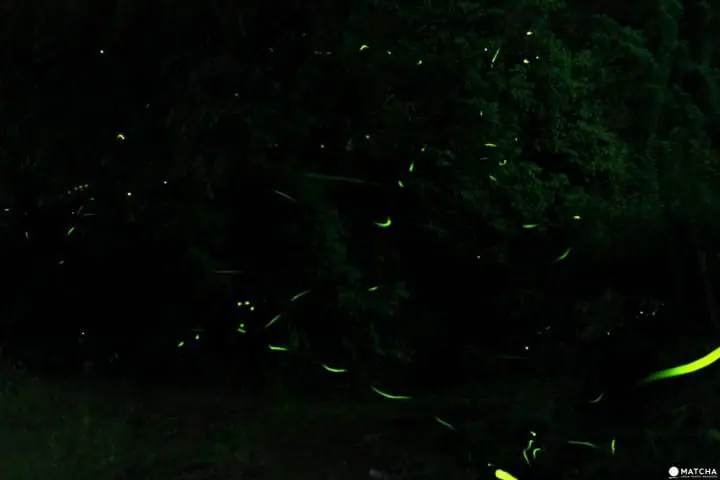 Magical fireflies and where to find them (part 2)