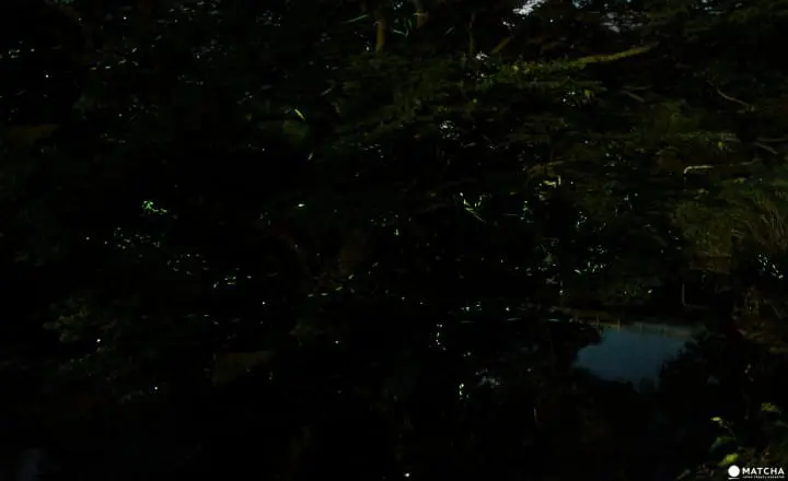 Magical fireflies and where to find them (part 2)