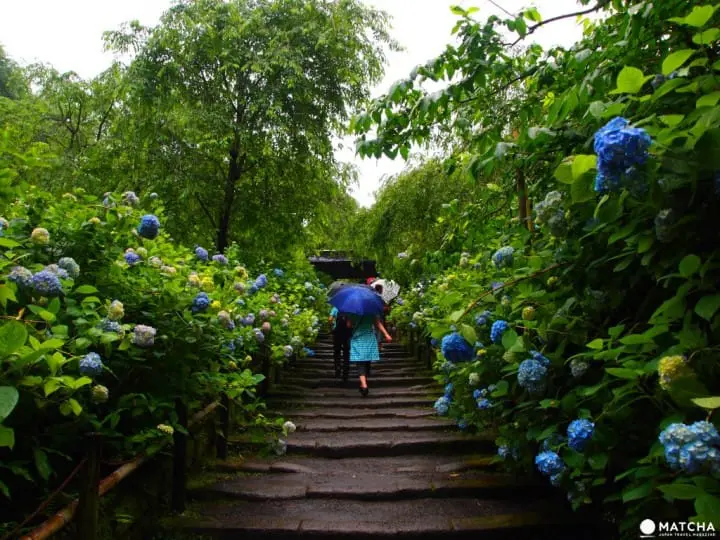 【梅雨】雨季的紫陽花，讓你愛上鐮倉這座城市～