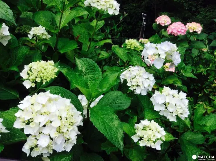 【梅雨】雨季的紫陽花，讓你愛上鐮倉這座城市～