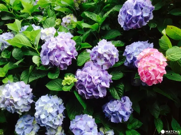 【梅雨】雨季的紫陽花，讓你愛上鐮倉這座城市～