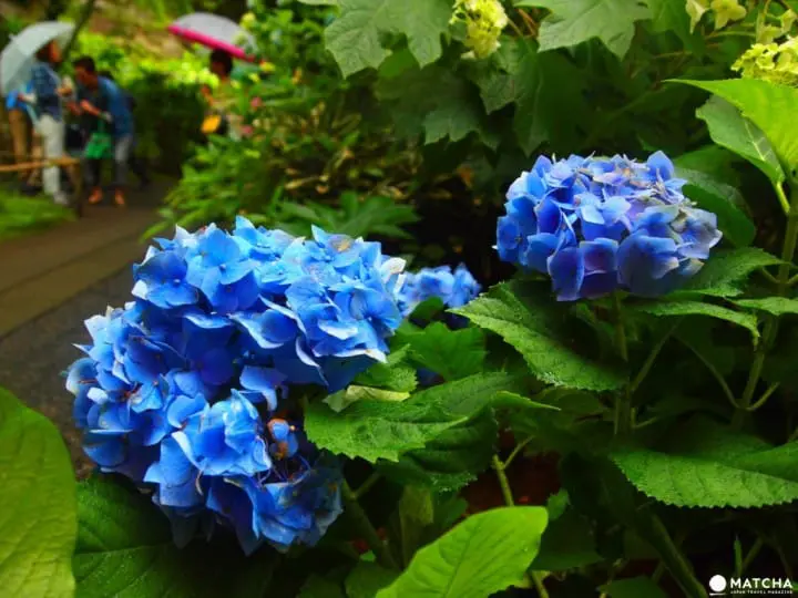 【梅雨】雨季的紫陽花，讓你愛上鐮倉這座城市～