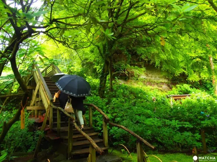 【梅雨】雨季的紫陽花，讓你愛上鐮倉這座城市～