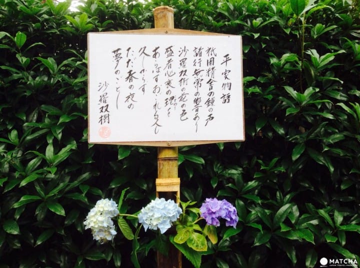 【梅雨】雨季的紫陽花,讓你愛上鐮倉這座城市~