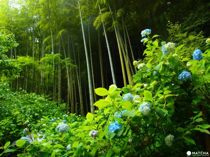 【梅雨】雨季的紫陽花，讓你愛上鐮倉這座城市～