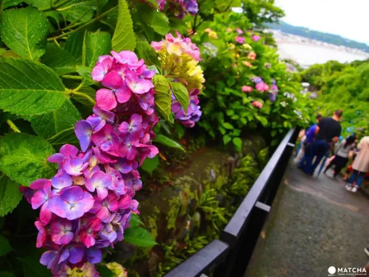 【梅雨】雨季的紫陽花，讓你愛上鐮倉這座城市～