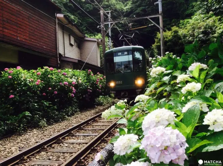 【梅雨】雨季的紫陽花，讓你愛上鐮倉這座城市～