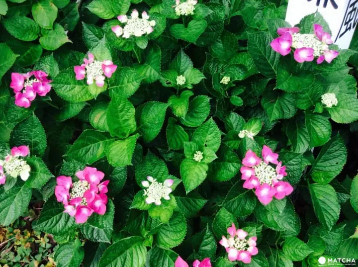 【梅雨】雨季的紫陽花，讓你愛上鐮倉這座城市～
