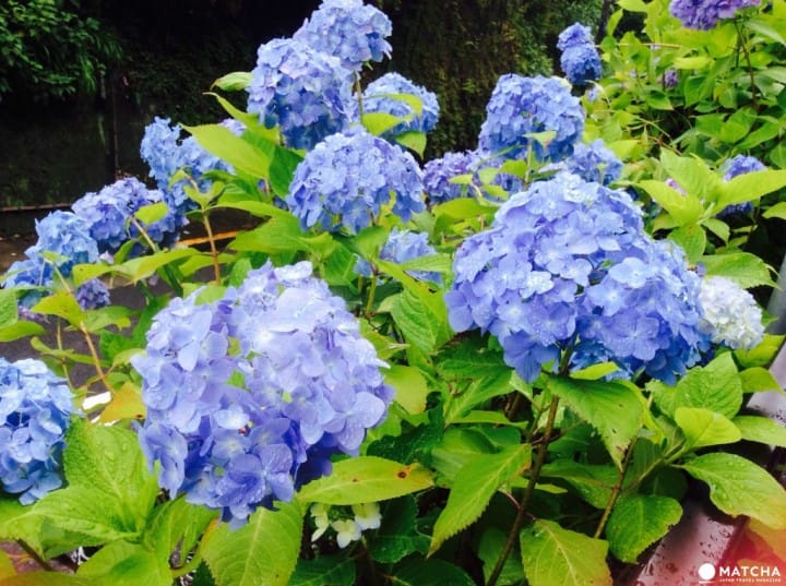 【梅雨】雨季的紫陽花,讓你愛上鐮倉這座城市~