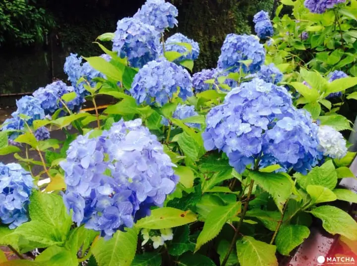 【梅雨】雨季的紫陽花，讓你愛上鐮倉這座城市～
