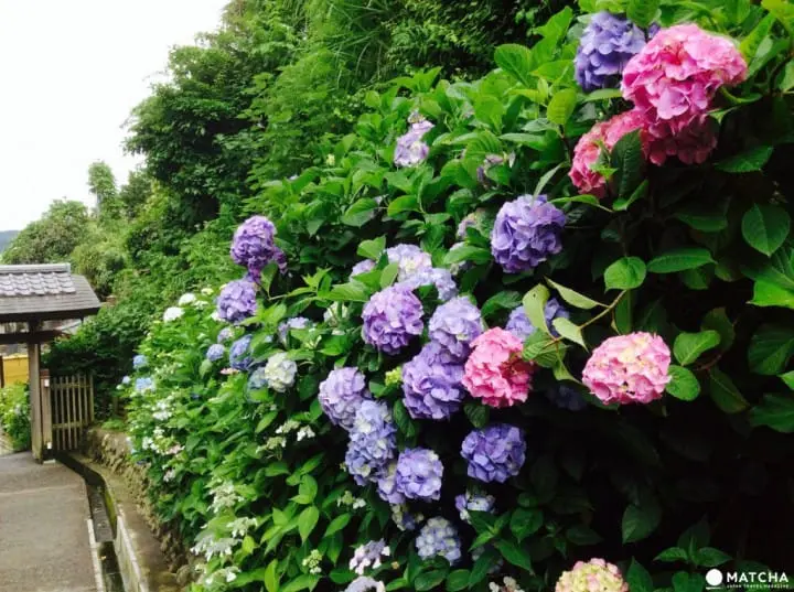 【梅雨】雨季的紫陽花，讓你愛上鐮倉這座城市～