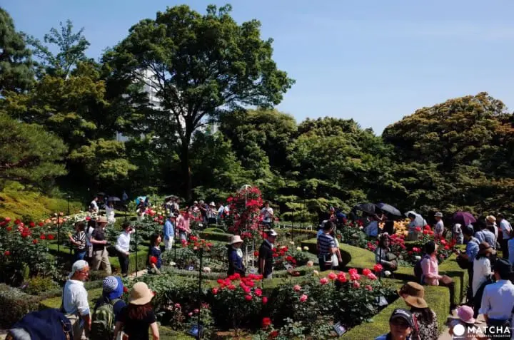 舊古河庭園-玫瑰園