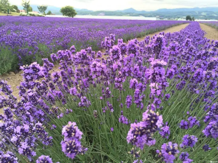 Lavender East