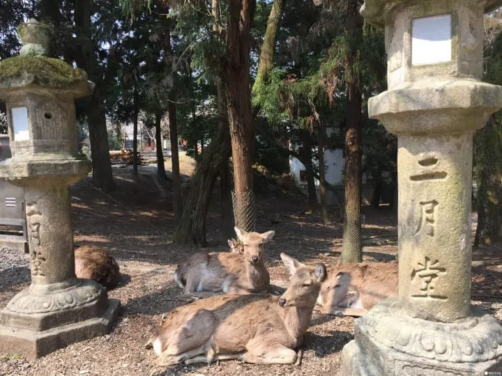 站上【奈良】二月堂舞台 遠眺靜謐美景