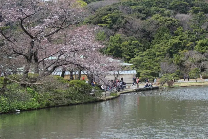 Experience the Summer Firefly Viewing in Sankeien Garden Yokohama