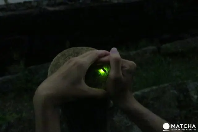 Experience the Summer Firefly Viewing in Sankeien Garden Yokohama