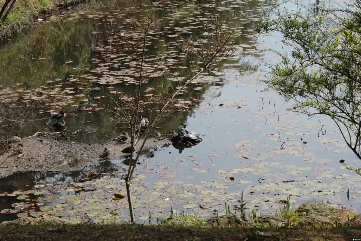 Experience the Summer Firefly Viewing in Sankeien Garden Yokohama