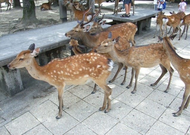 宮島 鹿