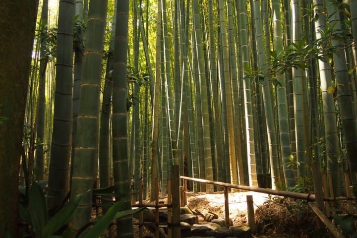 Kamakura Guide: How To Get Around, Sightseeing, Dining And More!