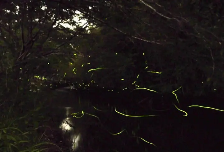Firefly Viewing In Yokohama's Beautiful Sankeien Garden