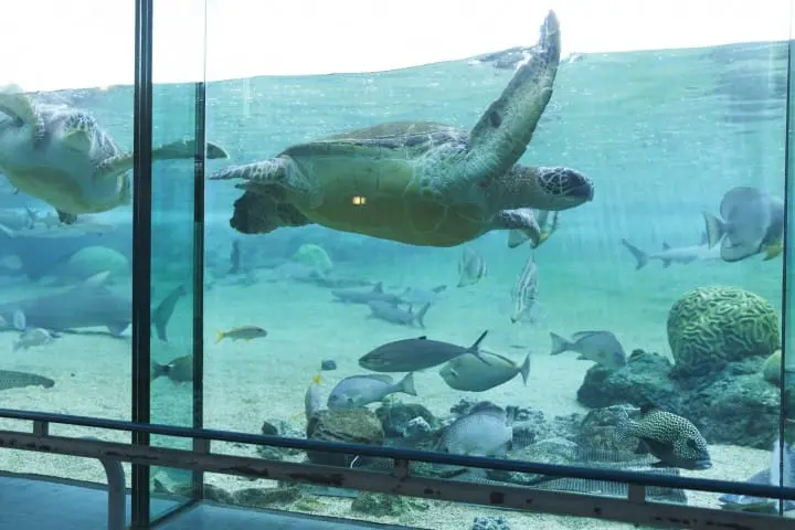 Kanagawa Travel Guide: What To See In Yokohama, Kamakura, Hakone